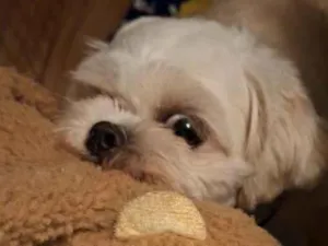Cachorro raça Shitzu idade 2 anos nome Cheetos