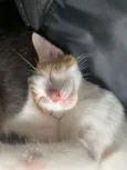 Dudu
