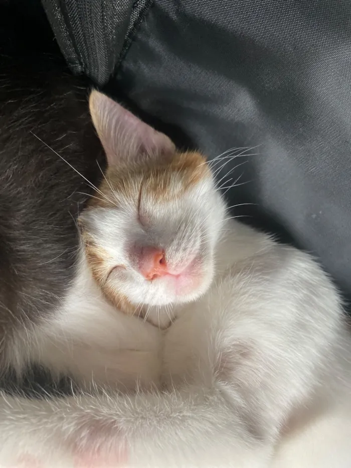 Gato raça SRD-ViraLata idade 2 a 6 meses nome Dudu