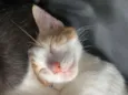 Dudu