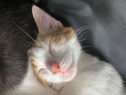 Gato raça SRD-ViraLata idade 2 a 6 meses nome Dudu