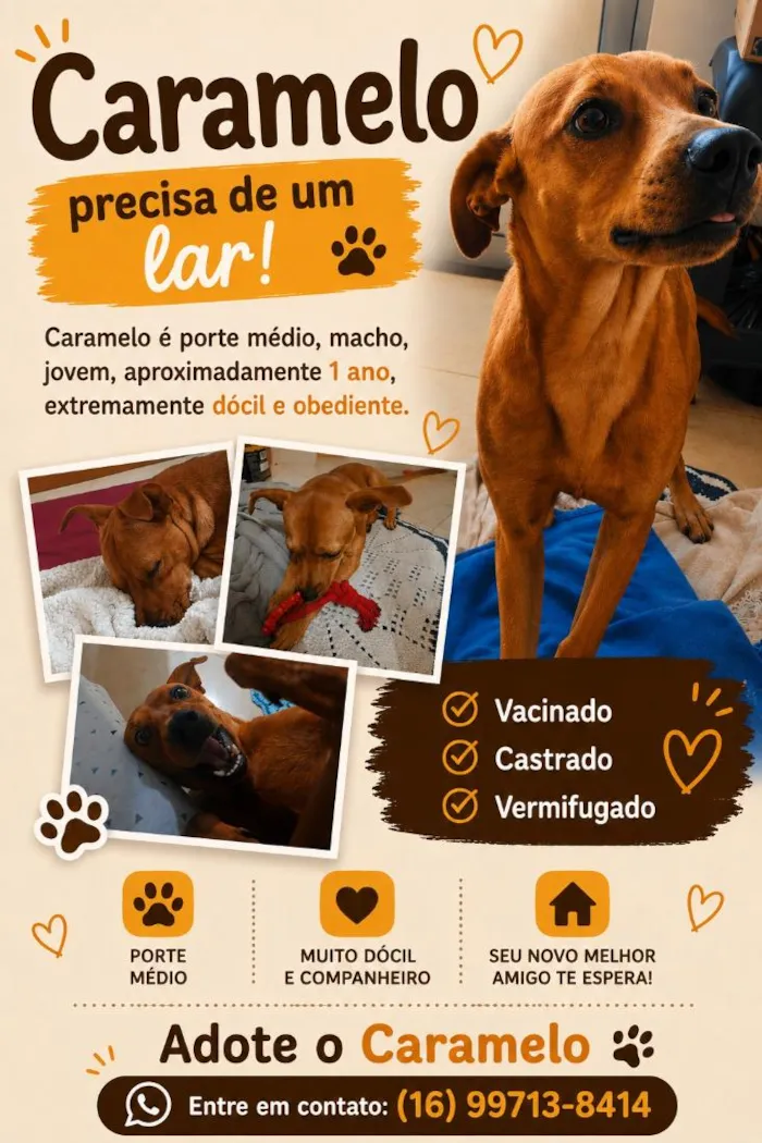 Cachorro raça SRD-ViraLata idade 1 ano nome Caramelo
