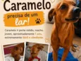 Caramelo