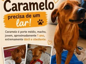 Cachorro raça SRD-ViraLata idade 1 ano nome Caramelo