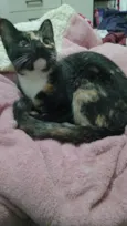 Kora