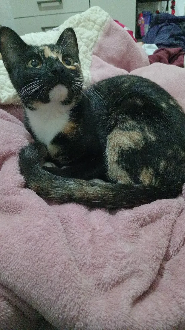 Gato raça SRD-ViraLata idade 1 ano nome Kora