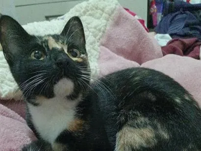 Gato raça SRD-ViraLata idade 1 ano nome Kora