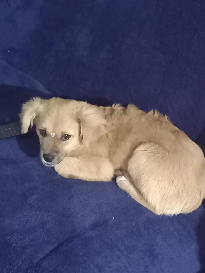 Cachorro raça SRD-ViraLata idade 2 a 6 meses nome MEG