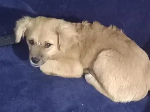 Cachorro raça SRD-ViraLata idade 2 a 6 meses nome MEG