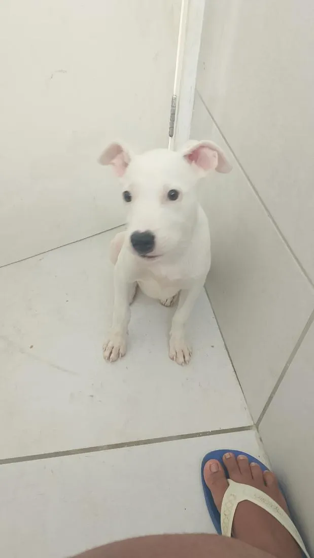 Cachorro raça Pit-Bull idade 7 a 11 meses nome Kyara