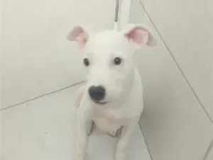 Cachorro raça Pit-Bull idade 7 a 11 meses nome Kyara