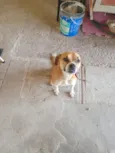 Maybel
