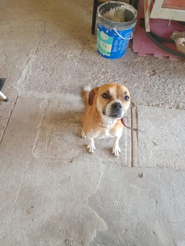 Cachorro raça SRD-ViraLata idade 6 ou mais anos nome Maybel