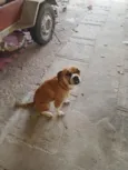 Maybel