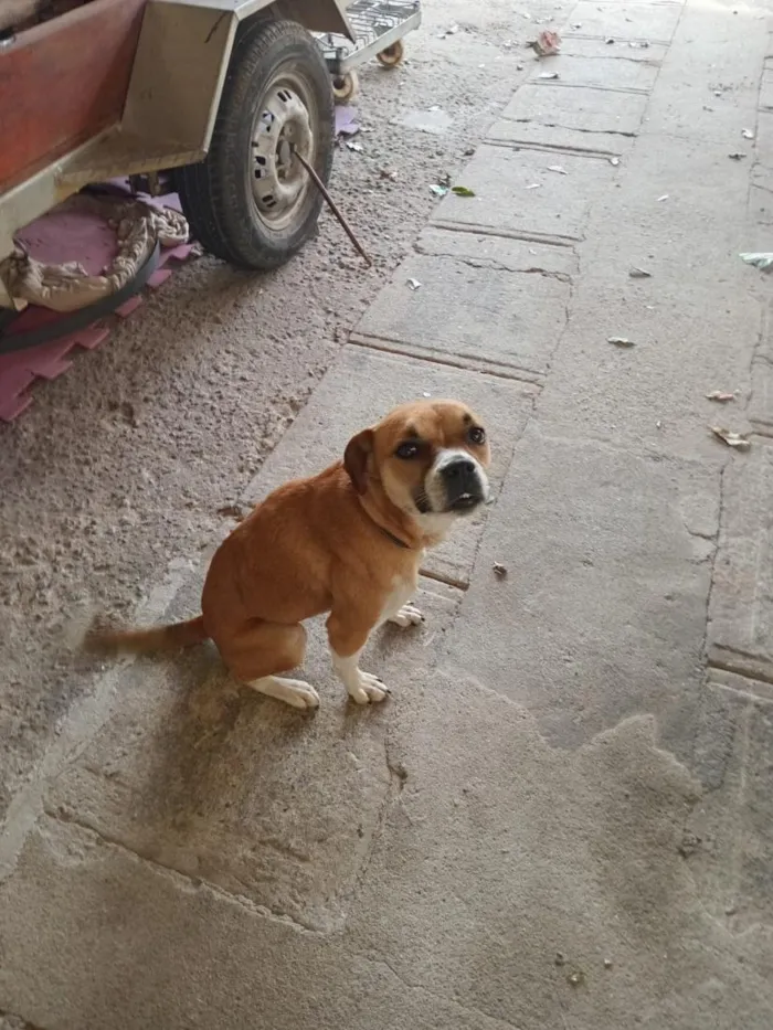 Cachorro raça SRD-ViraLata idade 6 ou mais anos nome Maybel