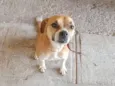 Maybel