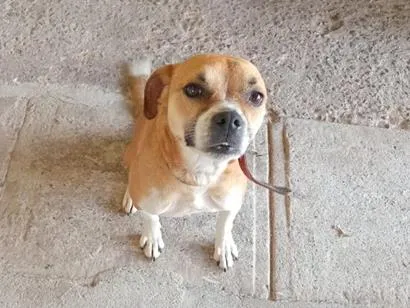 Cachorro raça SRD-ViraLata idade 6 ou mais anos nome Maybel