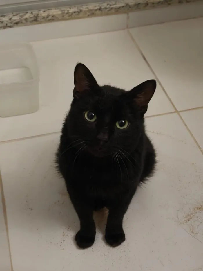 Gato raça SRD-ViraLata idade 1 ano nome Alfajor