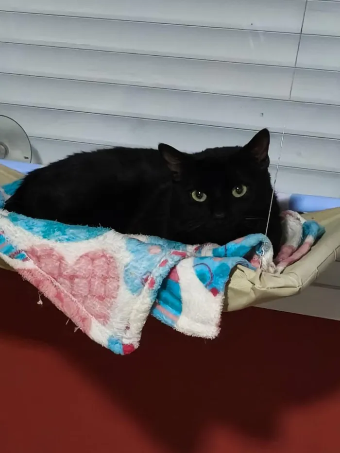 Gato raça SRD-ViraLata idade 1 ano nome Alfajor