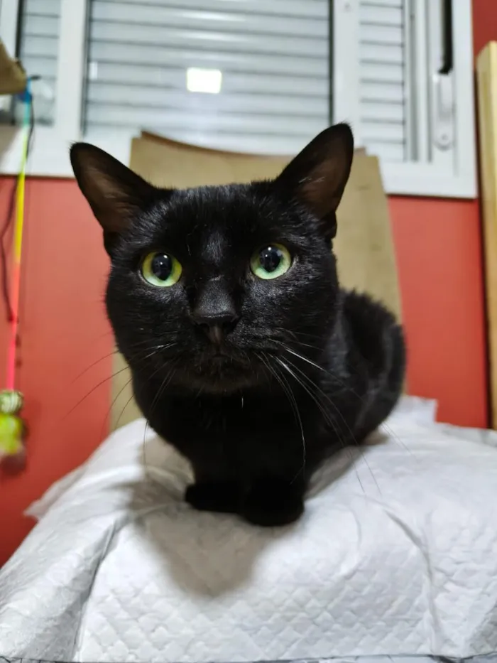 Gato raça SRD-ViraLata idade 1 ano nome Alfajor