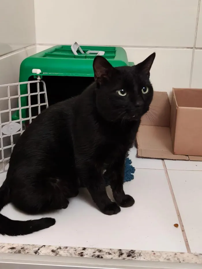 Gato raça SRD-ViraLata idade 1 ano nome Alfajor