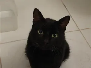 Gato raça SRD-ViraLata idade 1 ano nome Alfajor