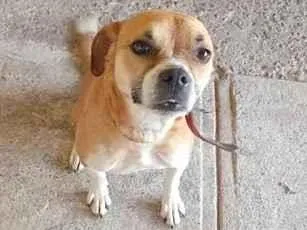 Cachorro raça SRD-ViraLata idade 6 ou mais anos nome Maybel