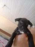 Tobi