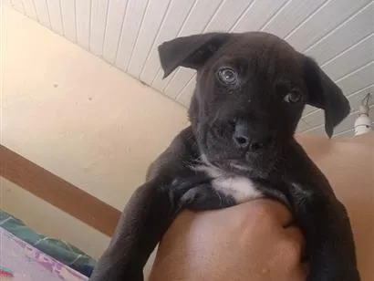 Cachorro raça SRD-ViraLata idade 2 a 6 meses nome Tobi
