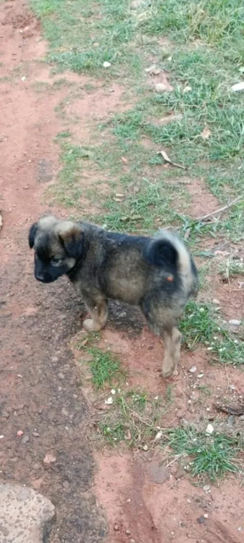 Cachorro raça SRD-ViraLata idade 2 a 6 meses nome Não tem nome