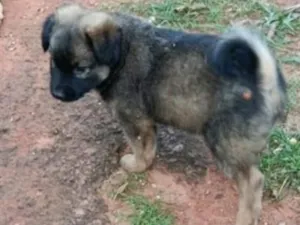 Cachorro raça SRD-ViraLata idade 2 a 6 meses nome Não tem nome