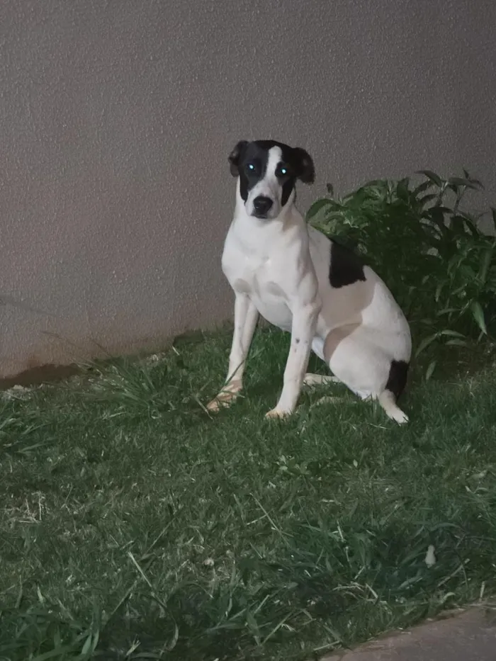 Cachorro raça SRD-ViraLata idade 7 a 11 meses nome Bela(pretinha) e Gigi(marrom)