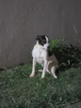 Bela(pretinha) e Gigi(marrom)