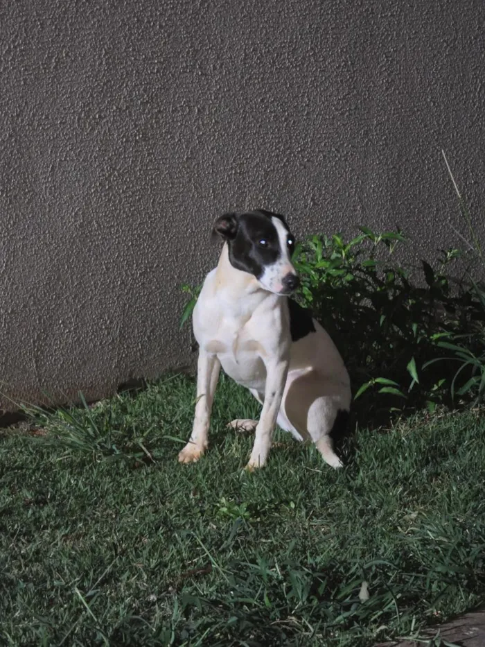 Cachorro raça SRD-ViraLata idade 7 a 11 meses nome Bela(pretinha) e Gigi(marrom)