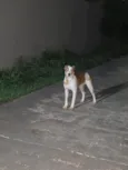 Bela(pretinha) e Gigi(marrom)