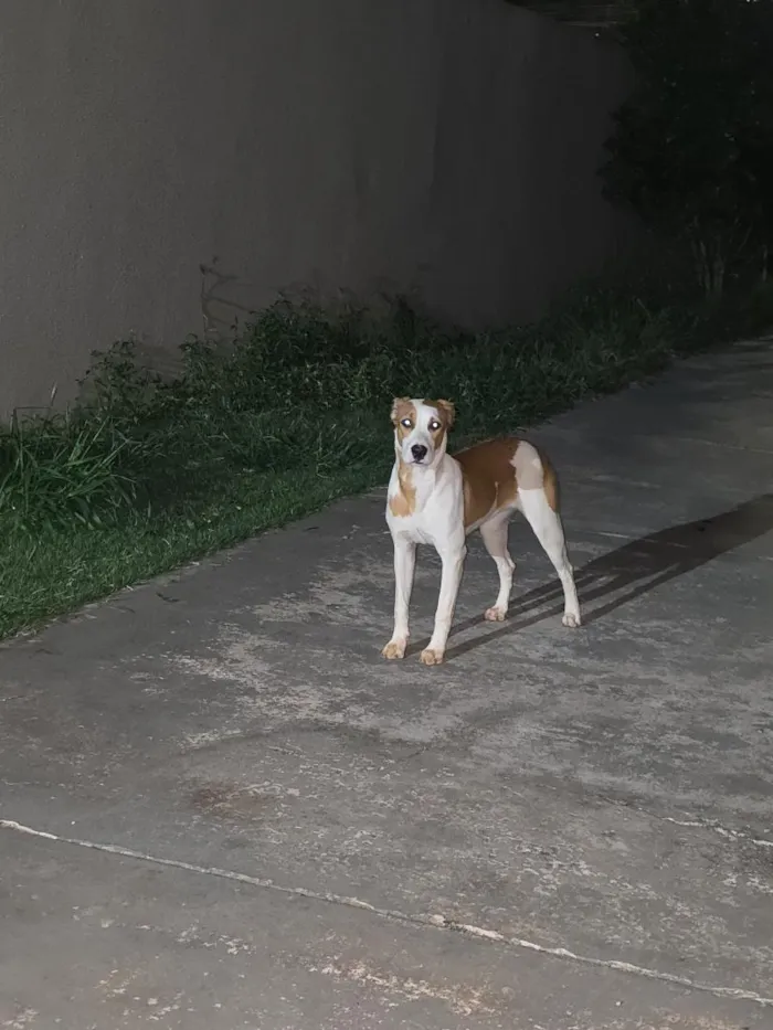 Cachorro raça SRD-ViraLata idade 7 a 11 meses nome Bela(pretinha) e Gigi(marrom)
