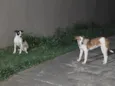 Bela(pretinha) e Gigi(marrom)