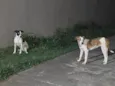 Bela(pretinha) e Gigi(marrom)