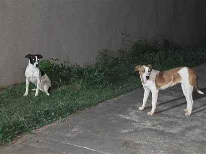 Cachorro raça SRD-ViraLata idade 7 a 11 meses nome Bela(pretinha) e Gigi(marrom)