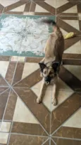 Juju