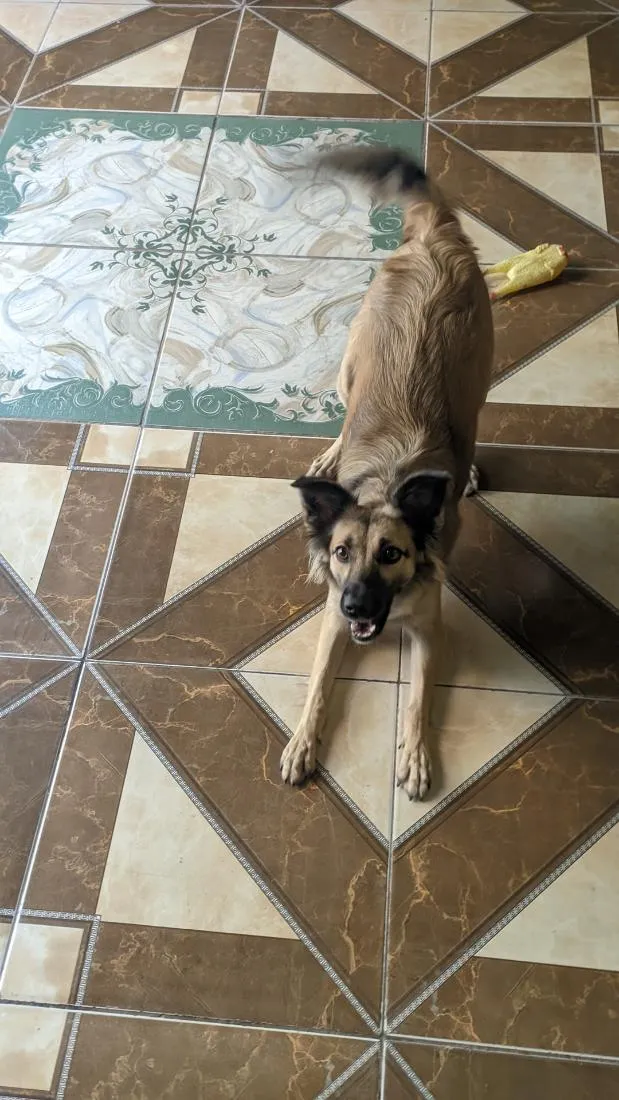 Cachorro raça SRD-ViraLata idade 3 anos nome Juju