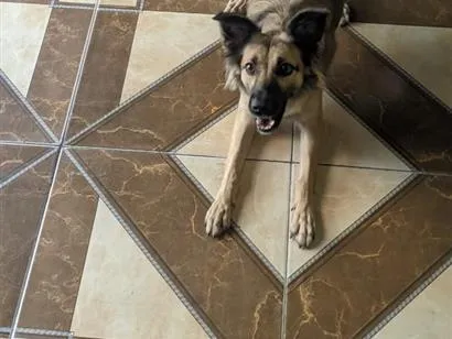 Cachorro raça SRD-ViraLata idade 3 anos nome Juju