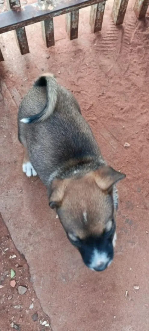 Cachorro raça SRD-ViraLata idade 2 a 6 meses nome Não tem nome