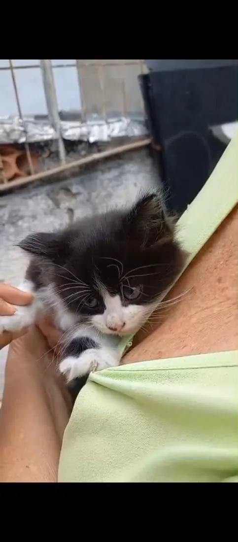 Gato raça SRD-ViraLata idade 2 a 6 meses nome sem nome 
