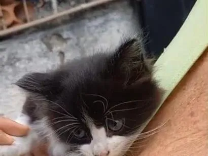 Gato raça SRD-ViraLata idade 2 a 6 meses nome sem nome 