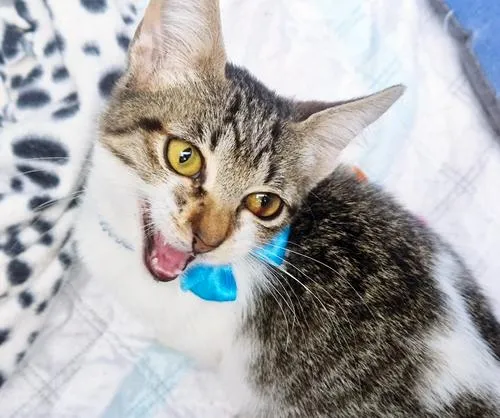 Gato raça SRD-ViraLata idade 2 a 6 meses nome PEDRO JOSÉ