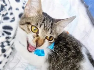 Gato raça SRD-ViraLata idade 2 a 6 meses nome PEDRO JOSÉ