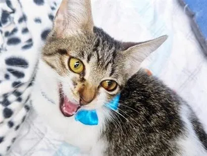 Gato raça SRD-ViraLata idade 2 a 6 meses nome PEDRO JOSÉ