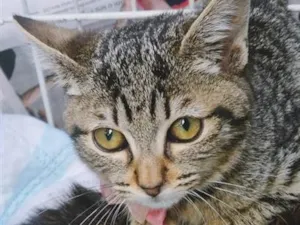 Gato raça SRD-ViraLata idade 1 ano nome MIA TIGRADA