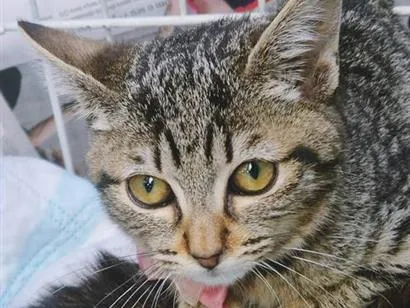 Gato raça SRD-ViraLata idade 1 ano nome MIA TIGRADA